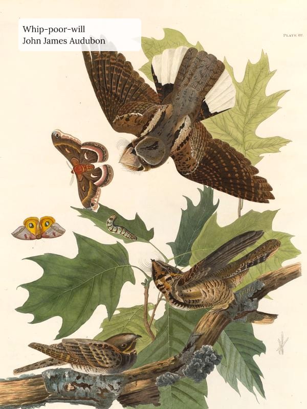 Audubon: Whip-poor-will