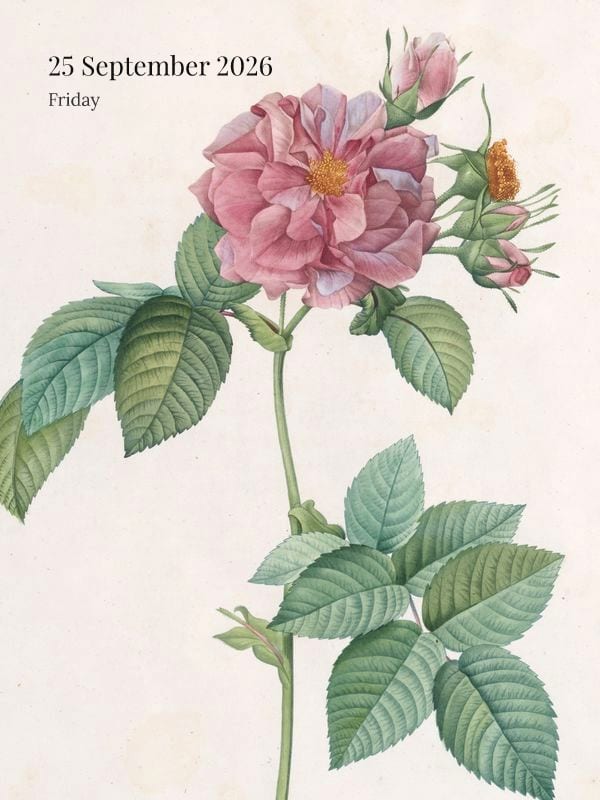Redouté Rose