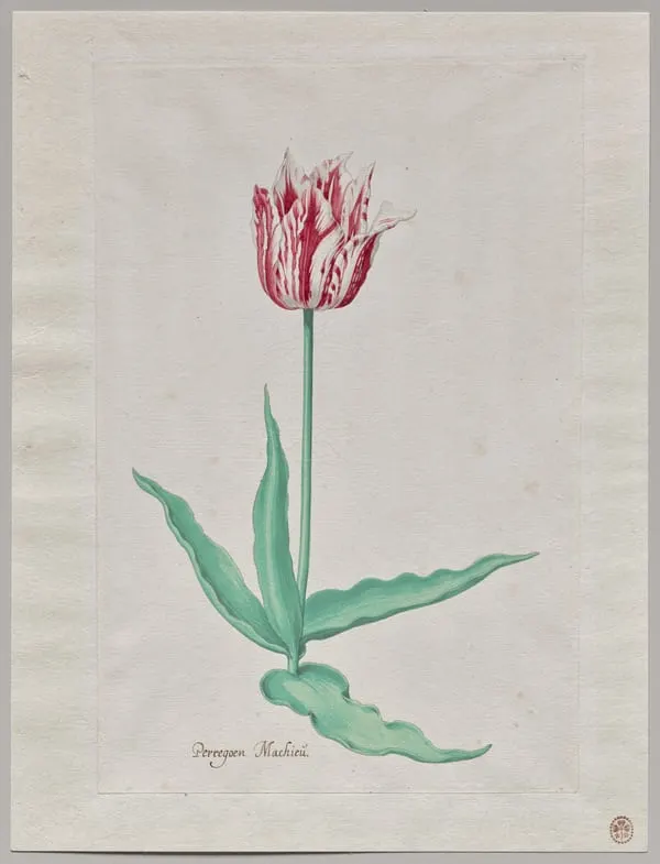 Study of a Tulip (Perregoen Machieu)