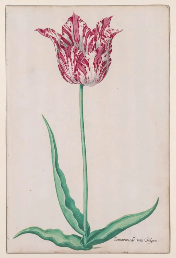 Study of a Tulip (Gemarmerde van Jasper)