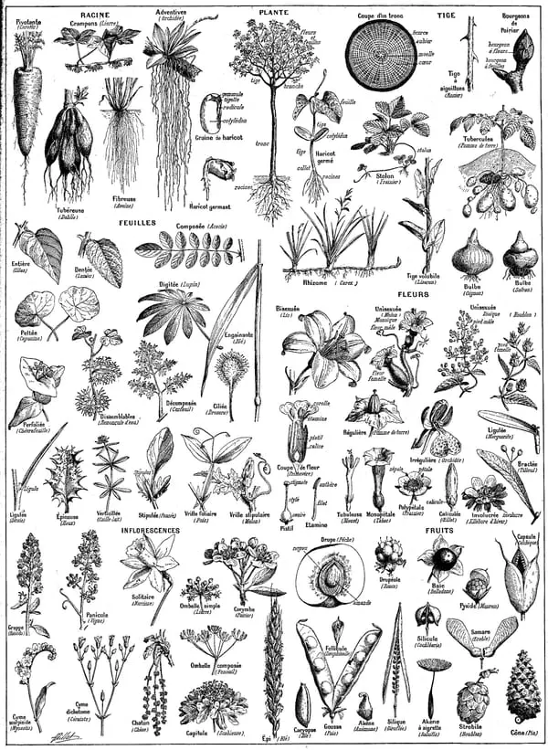 Plante planche - Plants, botanical illustrations - Public domain illustration from Larousse du XXème siècle 1932