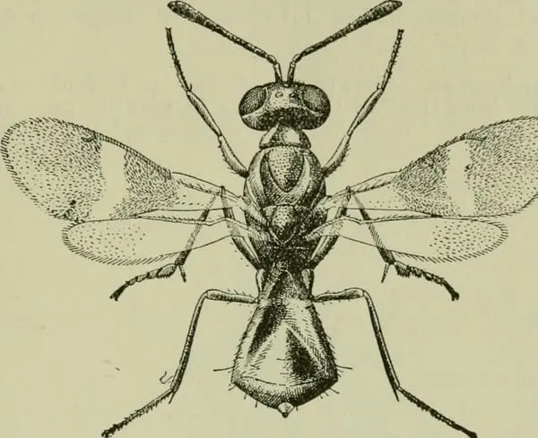 Image from page 550 of 'Annual report of the Quebec Society for the Protection of Plants from Insects and Fungous Diseas