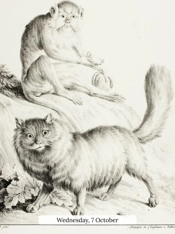 Cat and Monkey