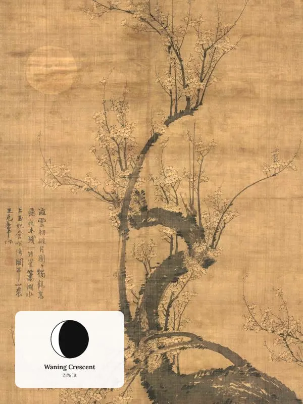 A Prunus in the Moonlight